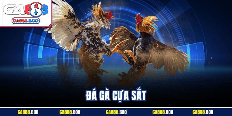 Trải Nghiệm Sôi Động Kịch Tính Với Đá Gà Cựa Sắt Ga88