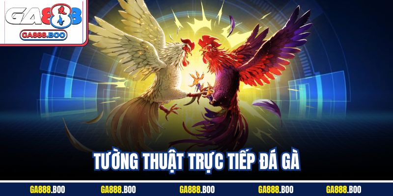 Tường Thuật Trực Tiếp Đá Gà - Tận Hưởng Không Khí Sôi Động 1 Tường Thuật Trực Tiếp Đá Gà - Taận Hưởng Không Khí Sôi Động